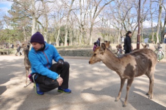 Japan, Nara, Deer