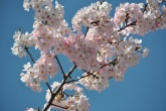 Japan, Tokyo, Cherry Blossom