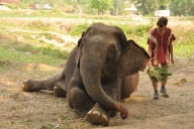 Thailand, Chiang Mai, Elephant Patara Farm