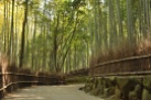 Japan, Kyoto, Bamboo groove