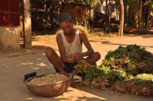 Vietnam, Erdnüsse Ernte
