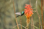 Kolumbien, Kolibri